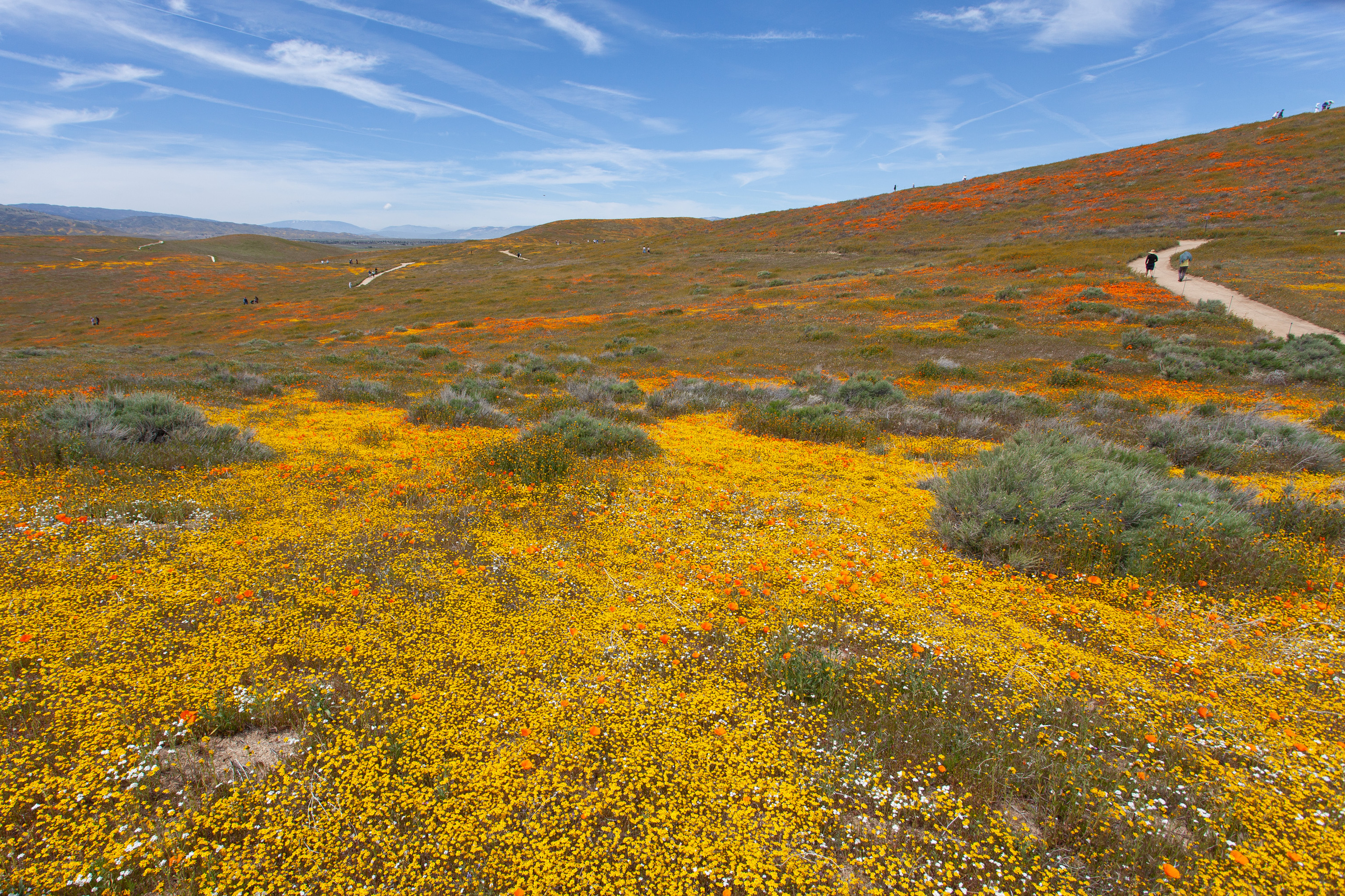 I have a California poppy on my rib cage below my bra line, and I