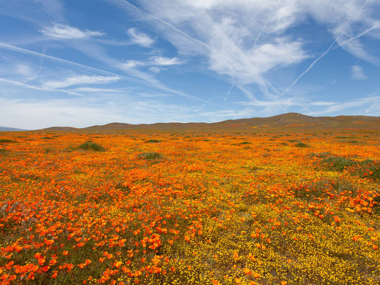 Antelope Valley California Poppy Reserve