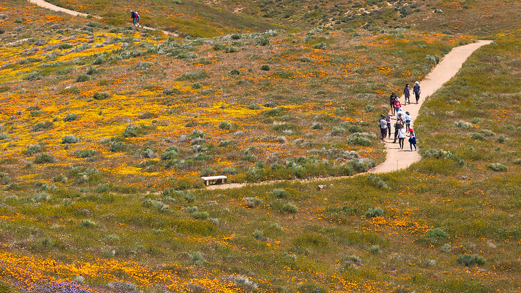 Set out in search of wildflowers