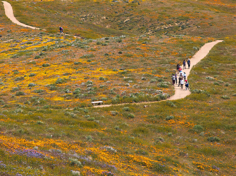 Set out in search of wildflowers