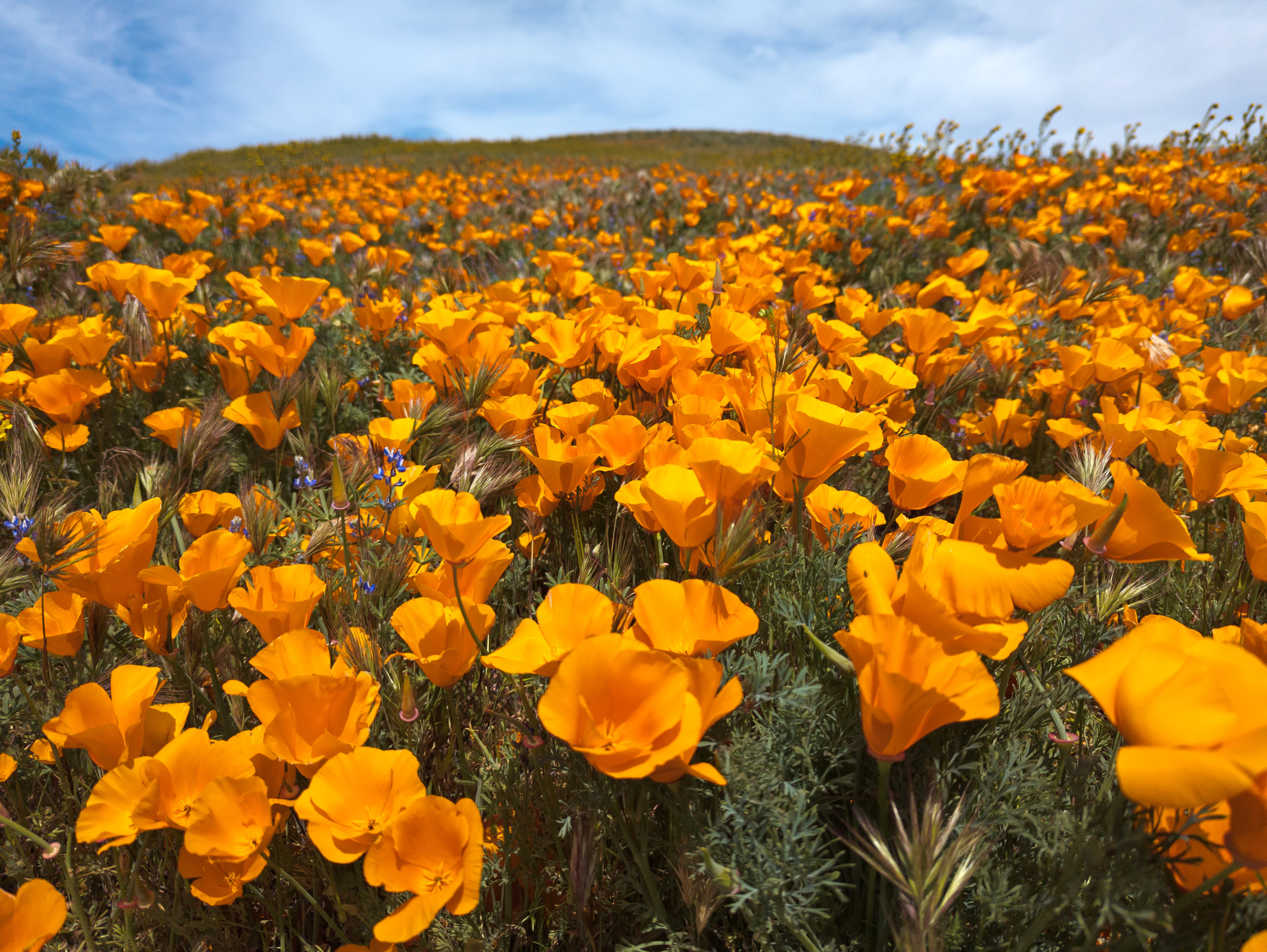 I have a California poppy on my rib cage below my bra line, and I