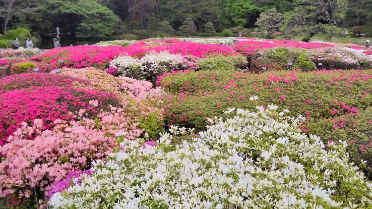 Jindai Botanical Garden Azalea