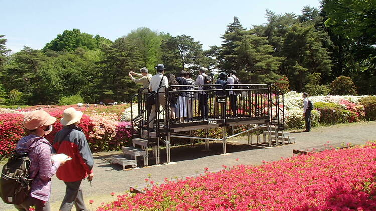 Jindai Botanical Garden Azalea
