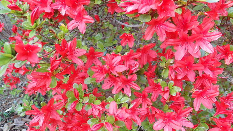 Jindai Botanical Garden Azalea