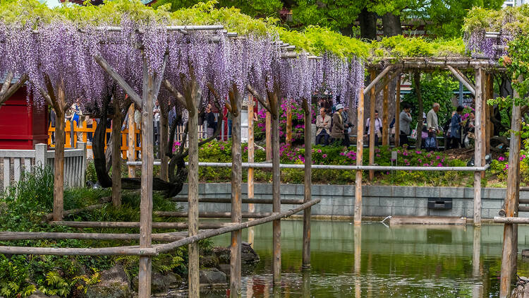 Wisteria at Kameido Tenjin Shrine