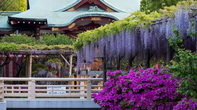 Wisteria at Kameido Tenjin Shrine