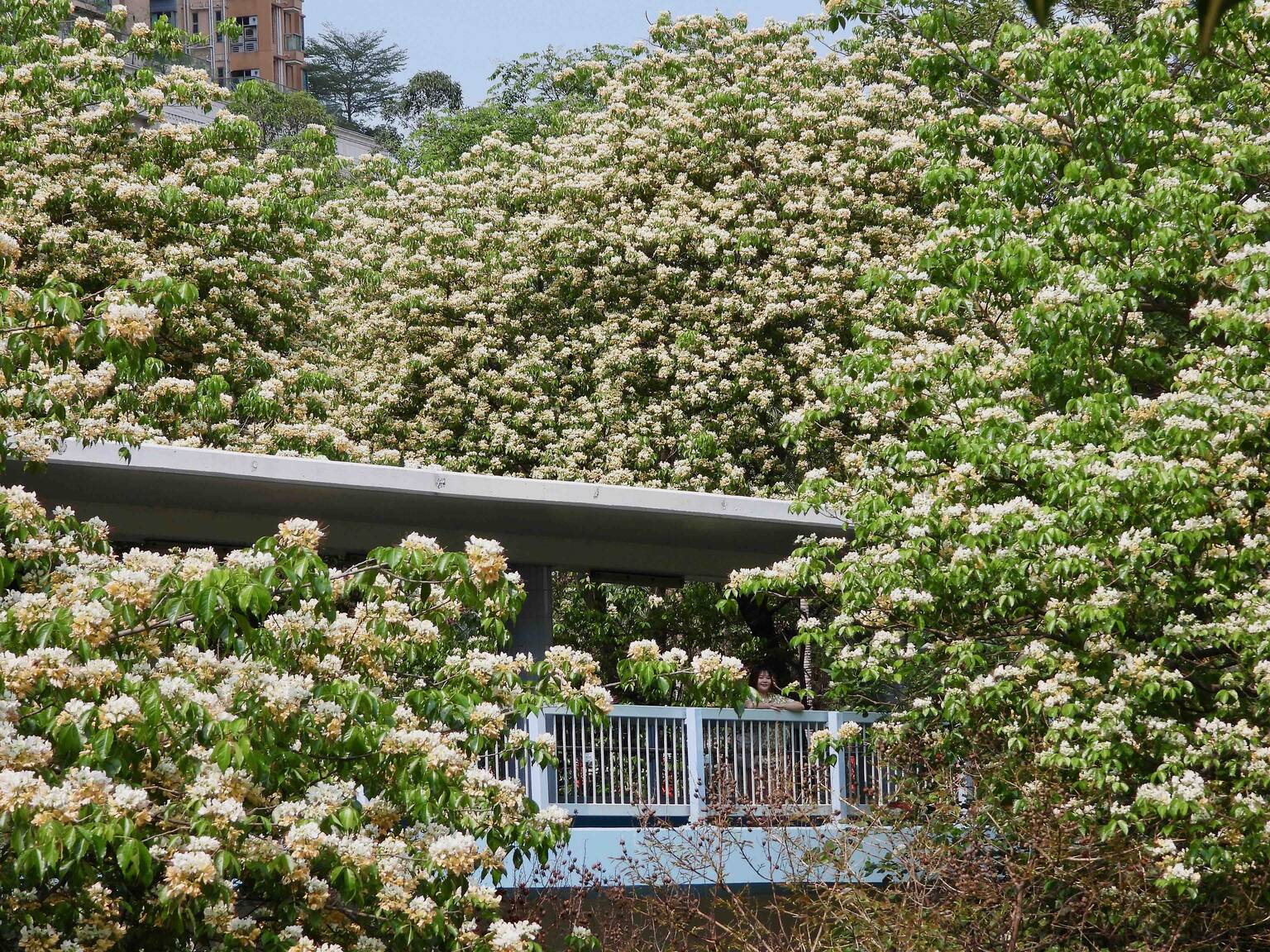 香港魚木花好去處｜魚木花花期/打卡熱點/交通一覽
