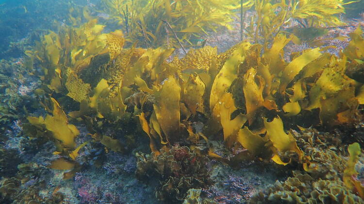 Sea weed attached to a rock underwater.