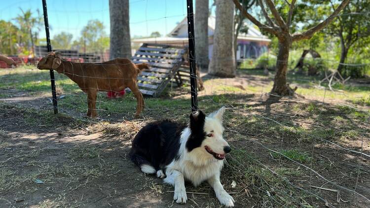 A border collie and a brown goat