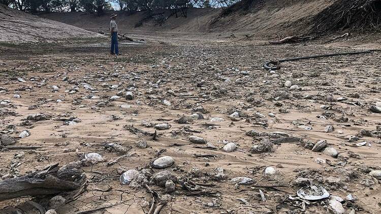 Dead mussel shells at Barka