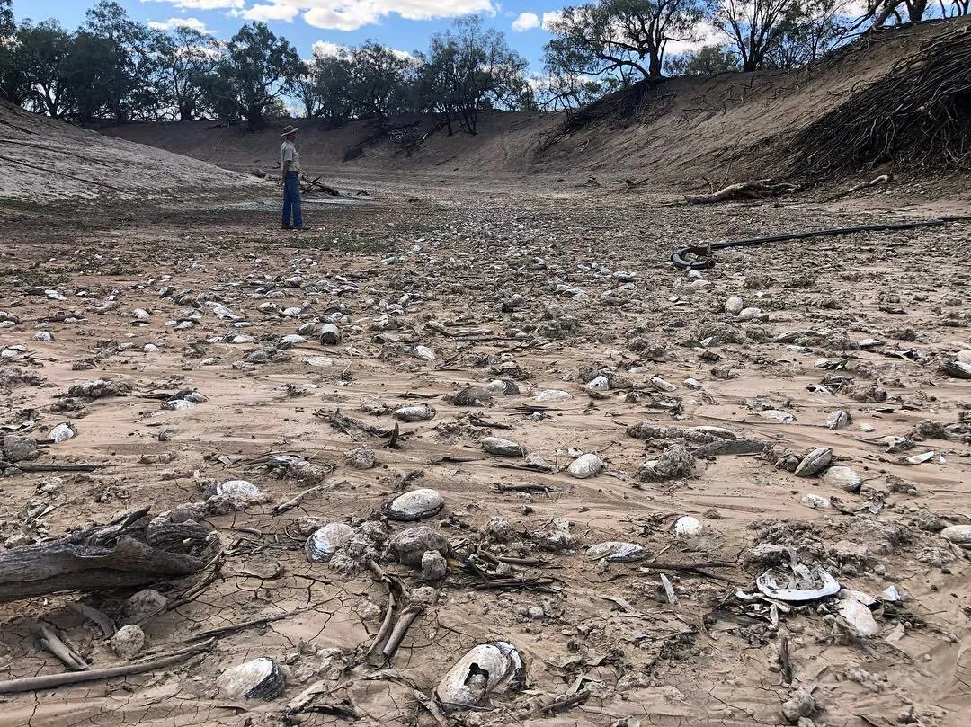 Dead mussel shells at Barka
