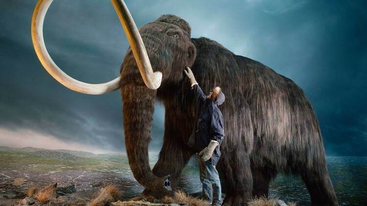 Mamut. El gigante de la edad de hielo (Caixaforum).