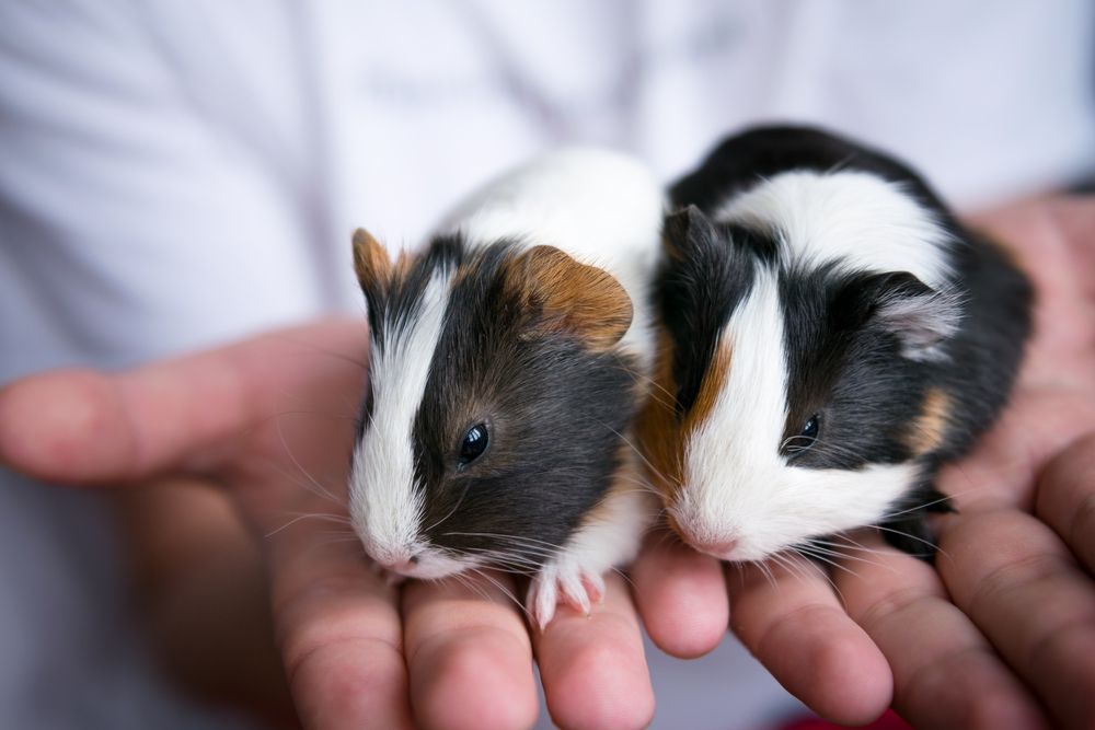 New York City just banned the sale of guinea pigs