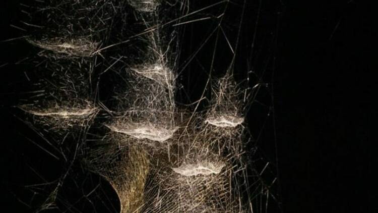 Tomas Saraceno: Web(s) of Life