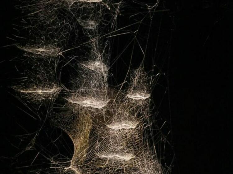 Tomas Saraceno: Web(s) of Life