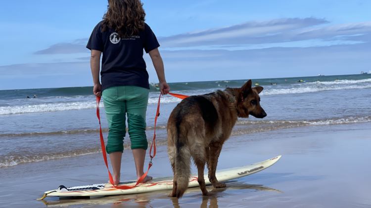 Surf Canino