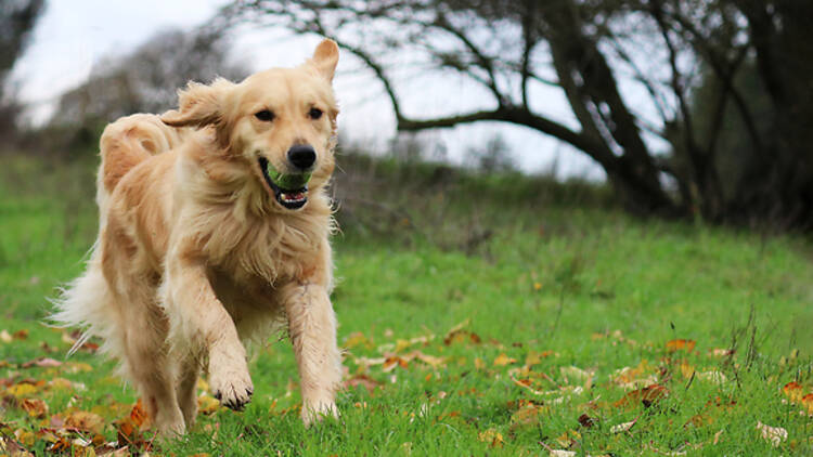 A dog with ball in his mouth 