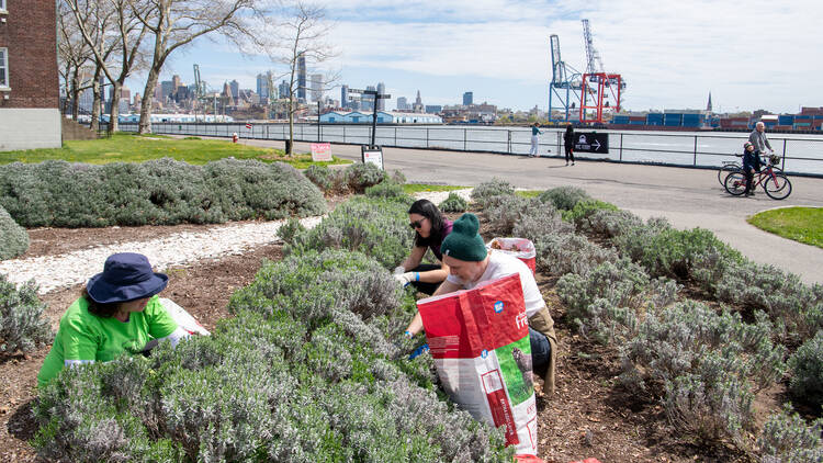 People tidy up gardens during Earth Day on Governors Island.