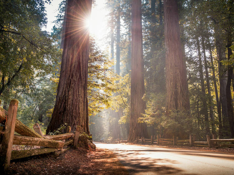 Big Basin Redwoods State Park