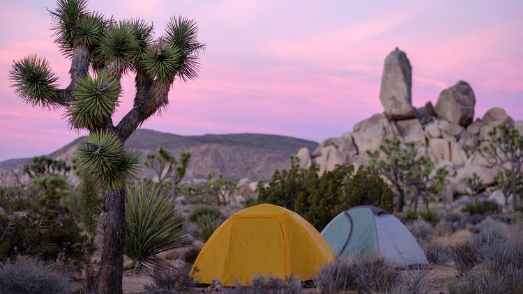 Camping tents in Joshua Tree National Park at sunset
