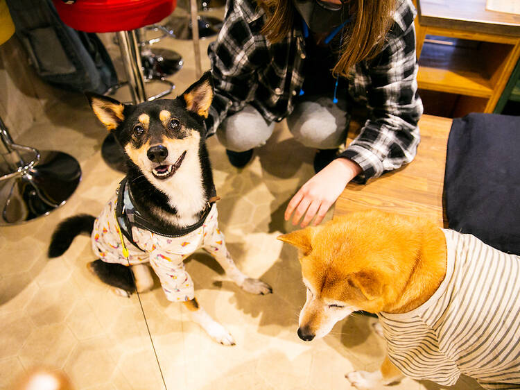 看板犬と触れ合う。