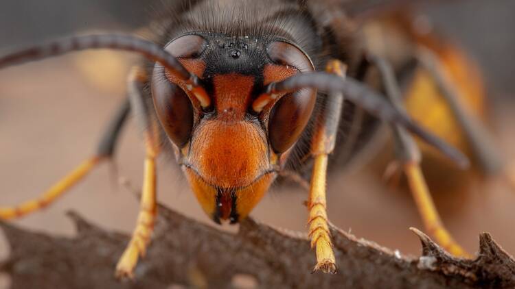 A close up of a hornet 