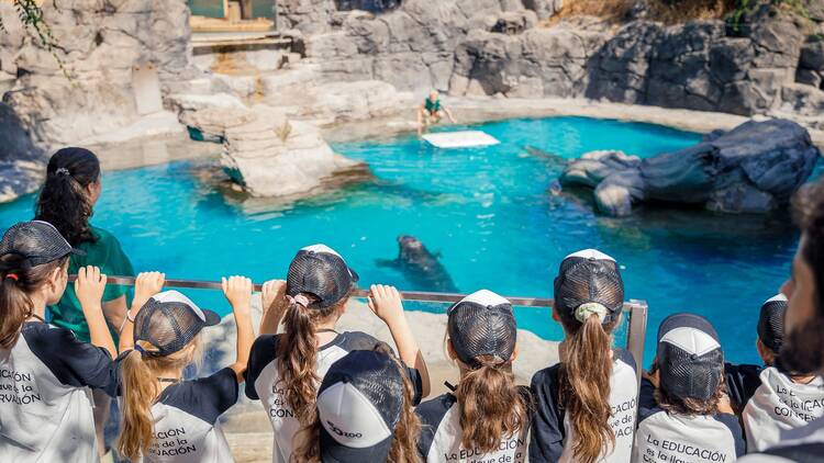 Vista escolar a los leones marinos del Zoo Aquarium Madrid