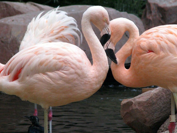 Flamingo Wildlife Habitat