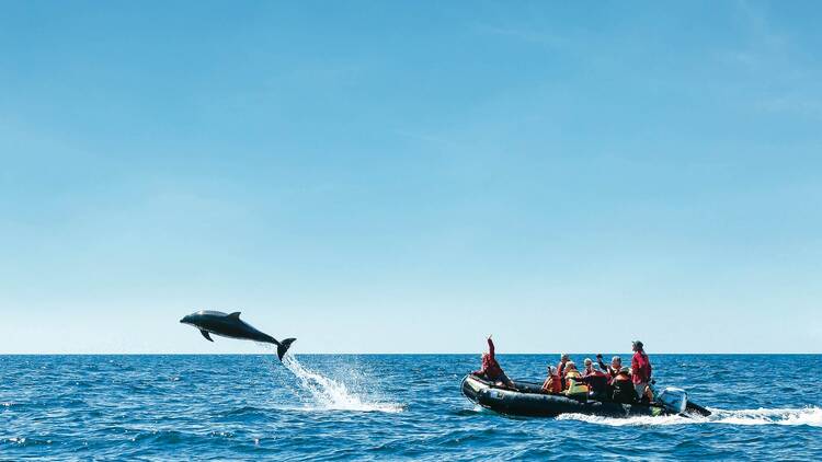 A Bottlenose dolphin bow-riding waves out of the water next to guests on a zodiac tour of the Gulf of California, Baja California, Mexico