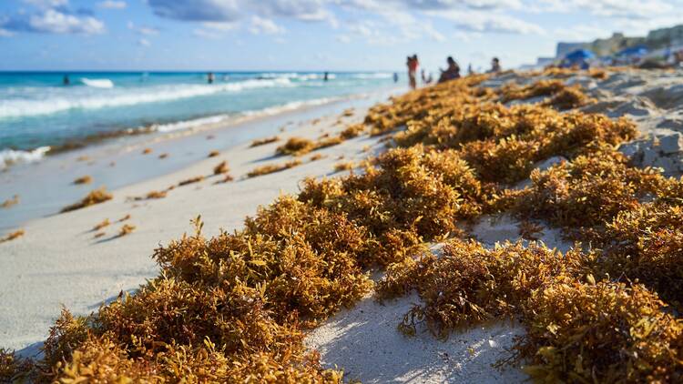 Sargasso piled up on the beach on the sand in the Caribbean. Environmental awareness.