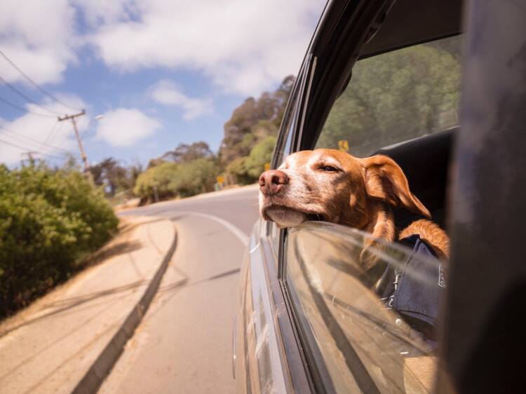 A esto asciende la multa por llevar a tu perro en el auto