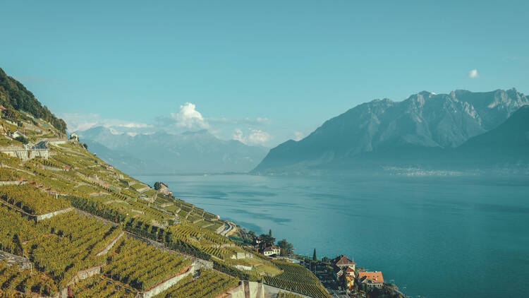 Afternoon: Lavaux