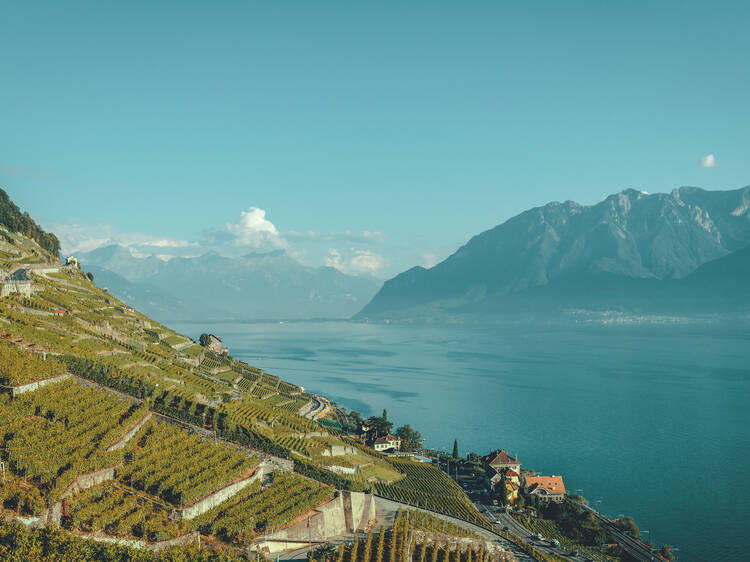 Afternoon: Lavaux