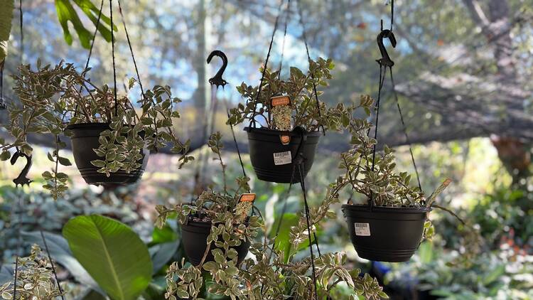 Hanging plants at a nursery