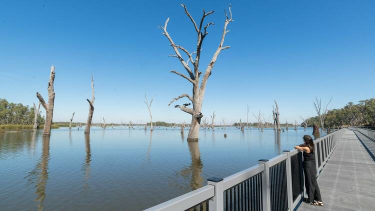 A tourist looking from the boardwalk at Lake Mulwala