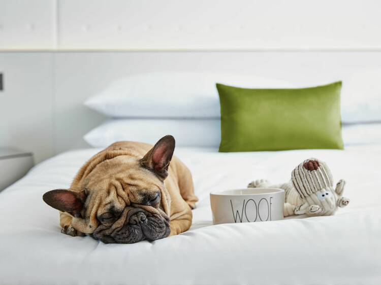 A pug sleeps on a crisp white bed with a dog bowl marked "woof" and a stuffed toy nearby