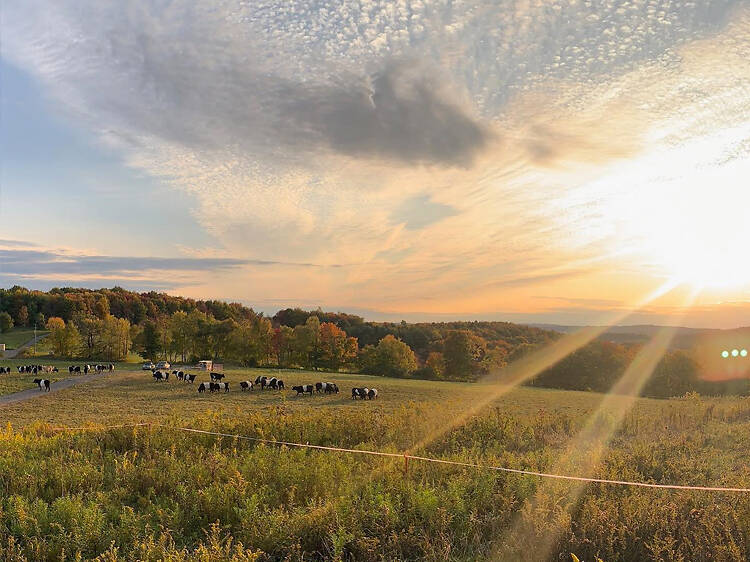 Stony Creek Farmstead | Walton, NY