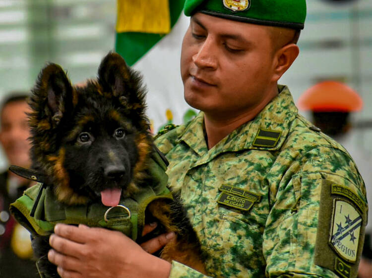 Arkadas es un cachorro de búsqueda y rescate donado al Ejército Mexicano por el gobierno de Turquía