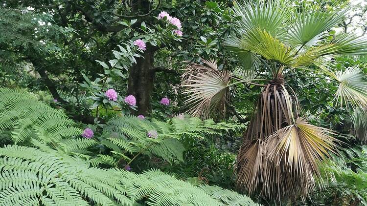 Rododendro, feto arbóreo e palmeira de leque