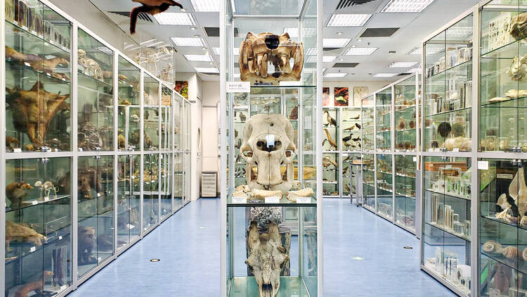 Hong Kong Biodiversity Museum