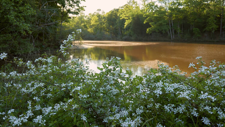 Anne Springs Close Greenway