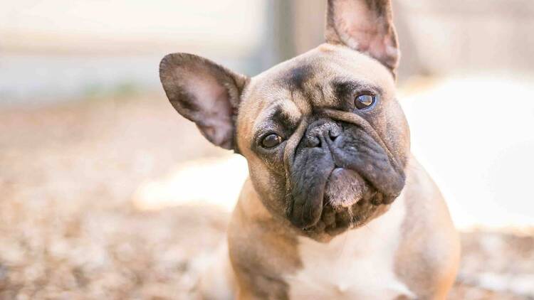 french bulldog