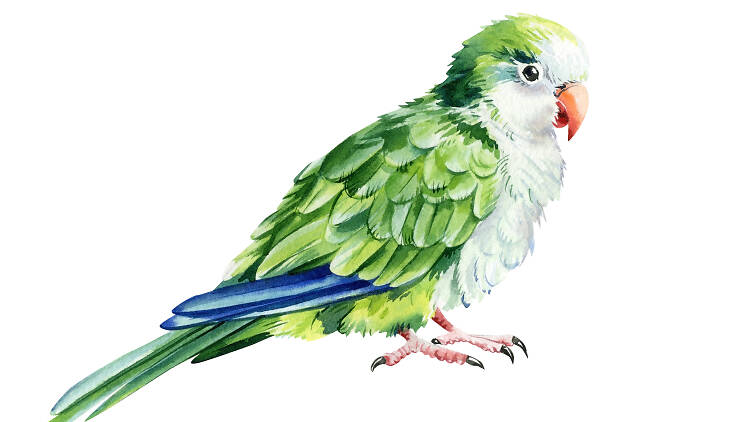 Monk parakeet