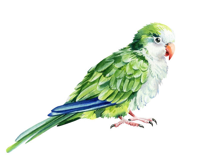 Monk parakeet