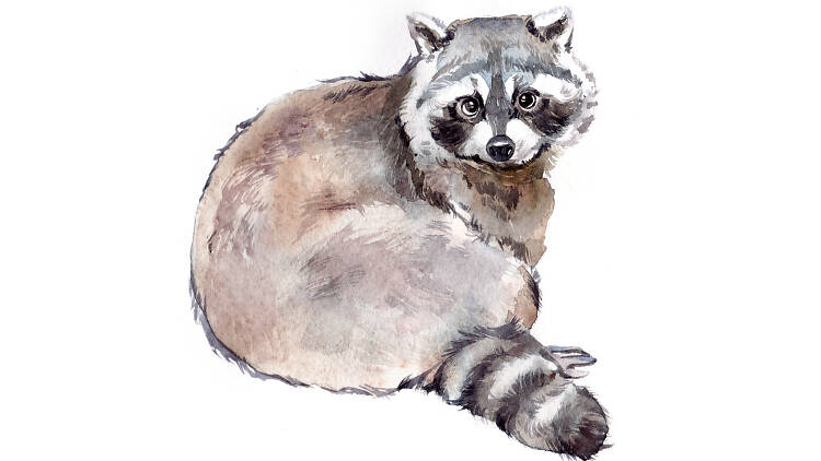 Raccoon