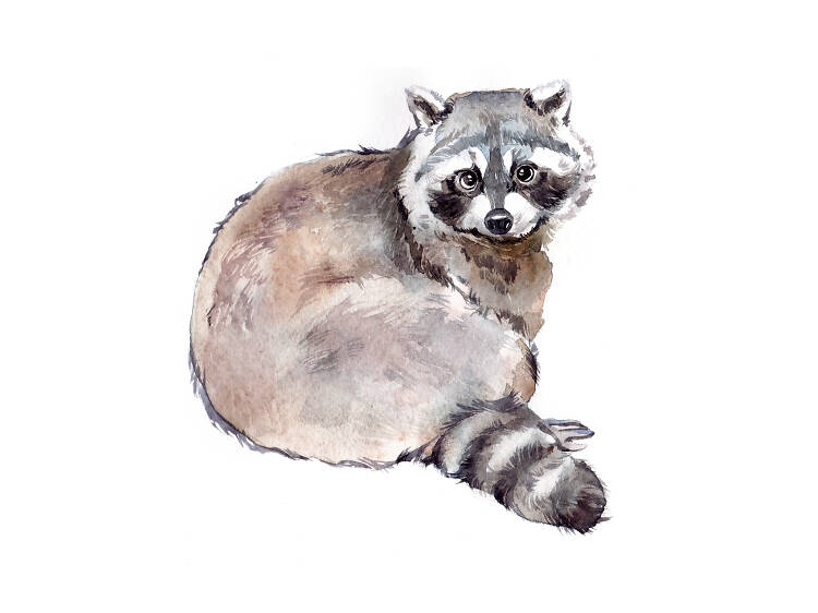 Raccoon