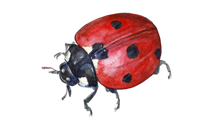 Nine-spotted ladybird beetle