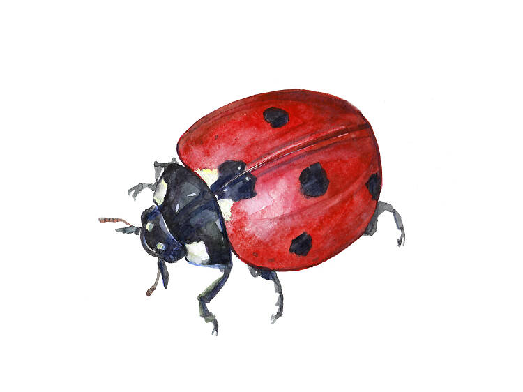 Nine-spotted ladybird beetle