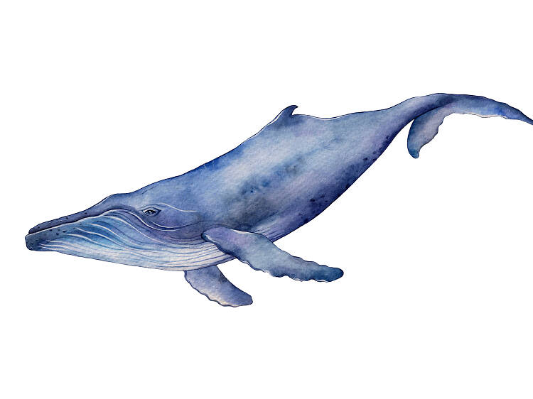 Humpback whale