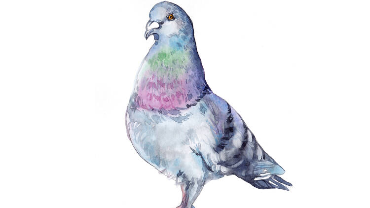 Pigeon